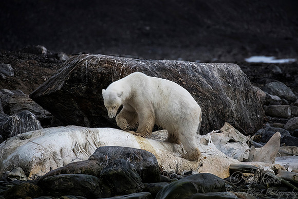 060 Polar Bear (Ursus maritimus) - Svalbard Norway