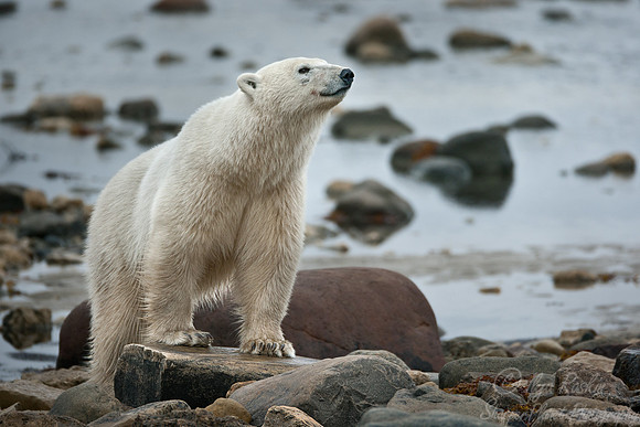 036 Polar Bear (Ursus maritimus) Churchill - MB Canada