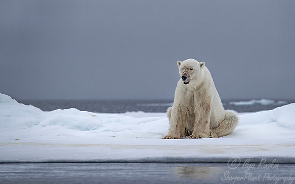 075 Polar Bear (Ursus maritimus) - Svalbard Norway