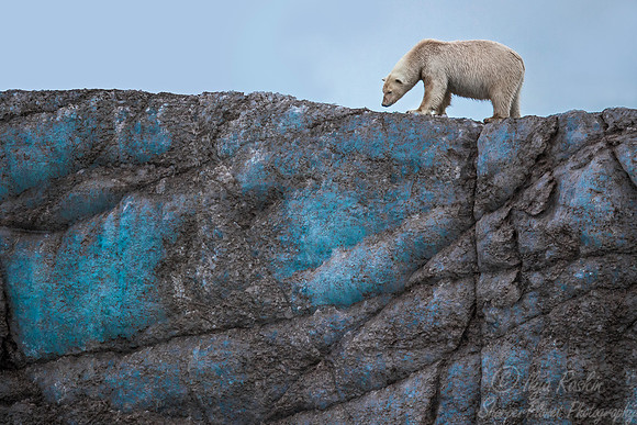 131 Polar Bear (Ursus maritimus) - Svalbard Norway