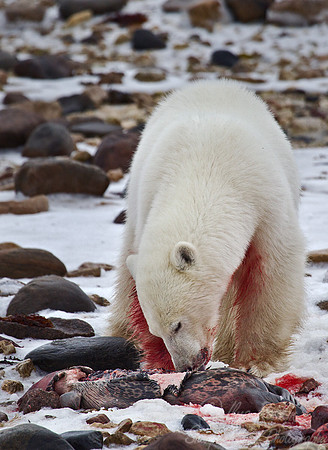 043 Polar Bear (Ursus maritimus) Churchill - MB Canada