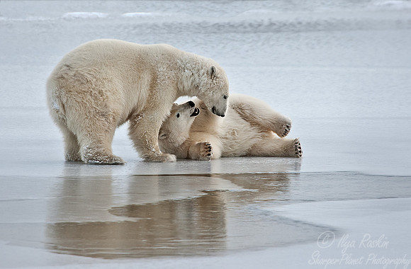 023 Polar Bear (Ursus maritimus) Churchill - MB Canada