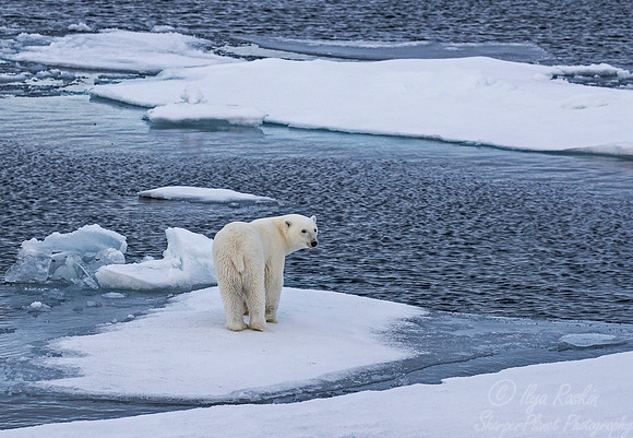 088 Polar Bear (Ursus maritimus) - Svalbard Norway