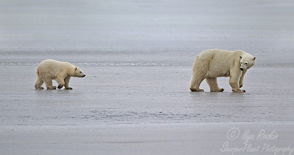 006 Polar Bears (Ursus maritimus) Churchill - MB Canada