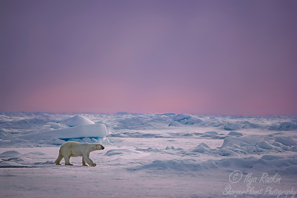 084 Polar Bear (Ursus maritimus) - Svalbard Norway