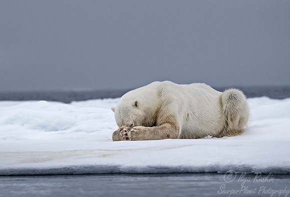 076 Polar Bear (Ursus maritimus) - Svalbard Norway