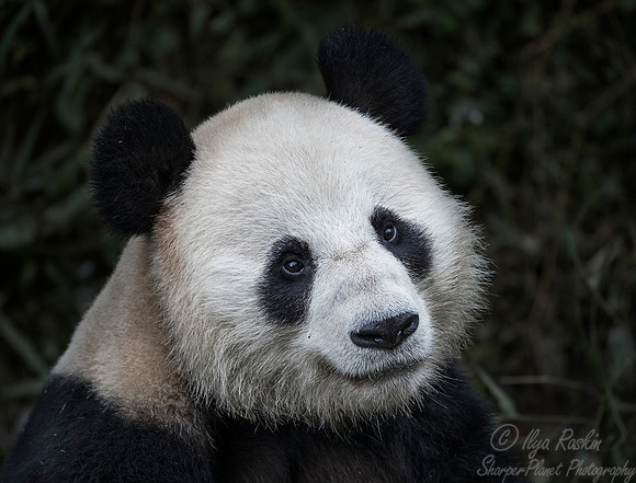 049 Giant Panda (Ailuropoda melanoleuca) - Chechuan China