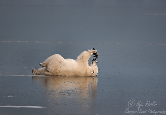 026 Polar Bear playing with dead bird - Churchill MB Canada
