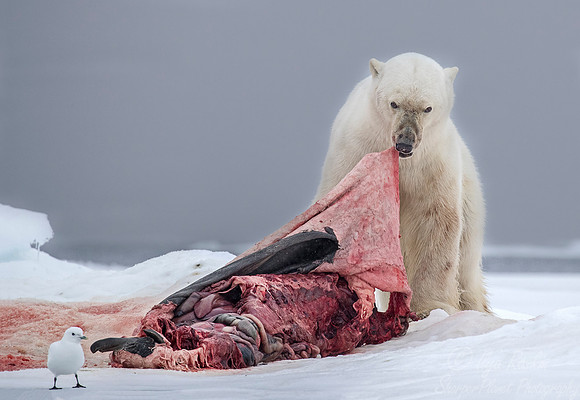 067 Polar Bear (Ursus maritimus) - Svalbard Norway