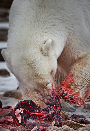 040 Polar Bear (Ursus maritimus) Churchill - MB Canada