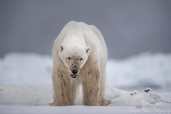 071 Polar Bear (Ursus maritimus) - Svalbard Norway