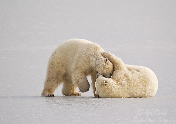 018 Polar Bears (Ursus maritimus) Churchill - MB Canada