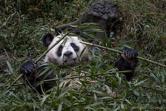 058 Giant Panda (Ailuropoda melanoleuca) - Chechuan China