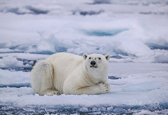 103 Polar Bear (Ursus maritimus) - Svalbard Norway