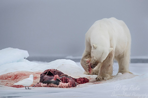 066 Polar Bear (Ursus maritimus) - Svalbard Norway