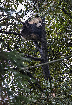 054 Giant Panda cub (Ailuropoda melanoleuca) - Chechuan China