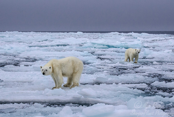 100 Polar Bears (Ursus maritimus) - Svalbard Norway