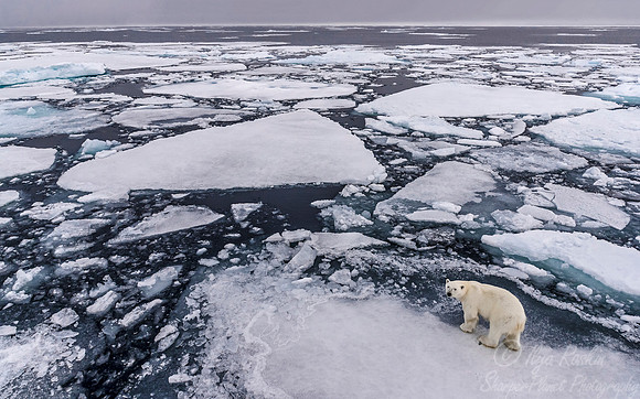 109 Polar Bear (Ursus maritimus) - Svalbard Norway