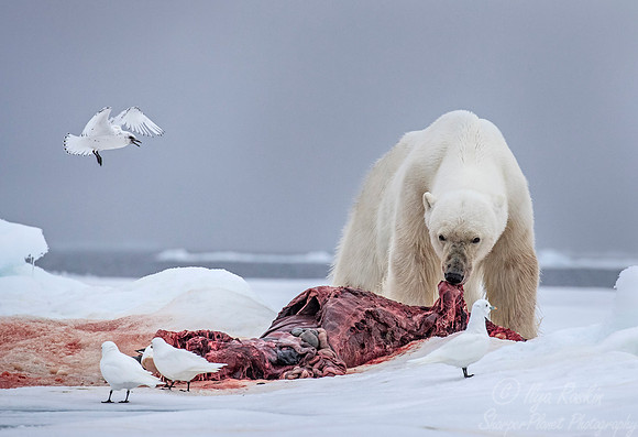 068 Polar Bear (Ursus maritimus) - Svalbard Norway