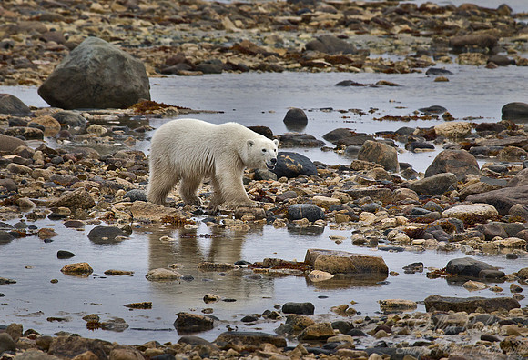 038 Polar Bear (Ursus maritimus) Churchill - MB Canada