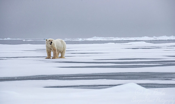 079 Polar Bear (Ursus maritimus) - Svalbard Norway