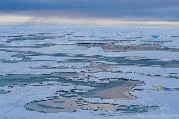083 Polar Bear (Ursus maritimus) - Svalbard Norway