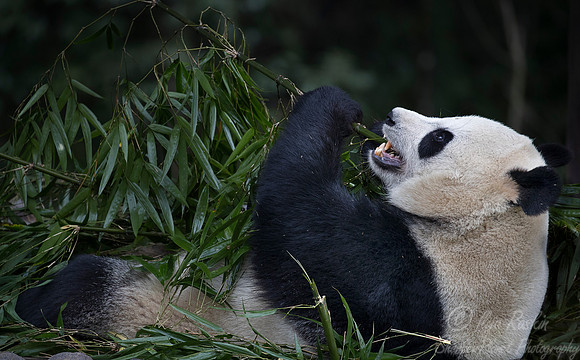 059 Giant Panda (Ailuropoda melanoleuca) - Chechuan China