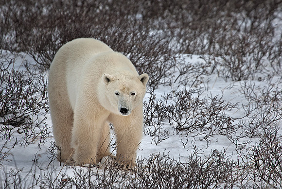 031 Polar Bear (Ursus maritimus) Churchill - MB Canada
