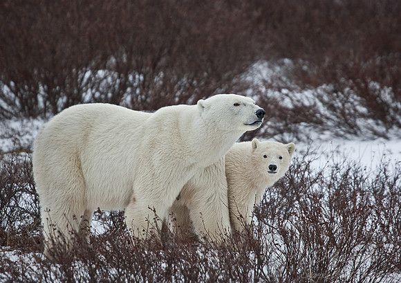 003 Polar Bears (Ursus maritimus) Churchill - MB Canada