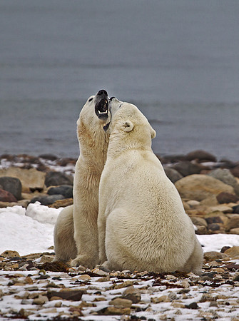 024 Polar Bears (Ursus maritimus) Churchill - MB Canada