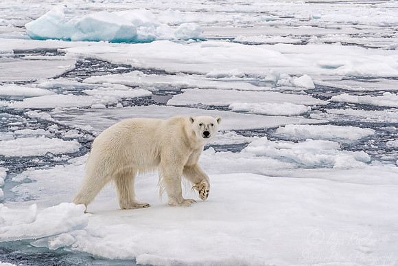 111 Polar Bear (Ursus maritimus) - Svalbard Norway