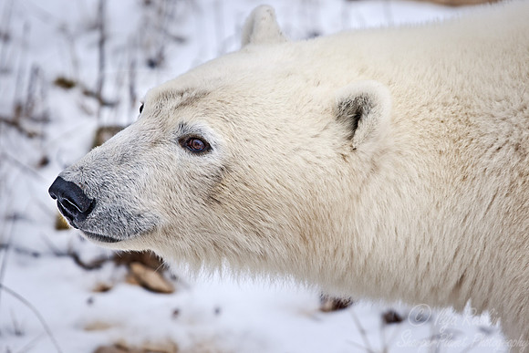 035 Polar Bear (Ursus maritimus) Churchill - MB Canada
