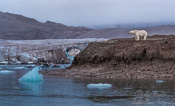 128 Polar Bear (Ursus maritimus) - Svalbard Norway