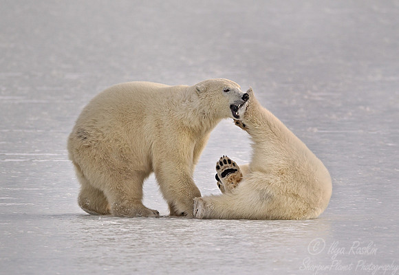 020 Polar Bears (Ursus maritimus) Churchill - MB Canada