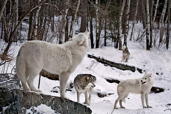 010_Arctic and Gray Wolves_MN