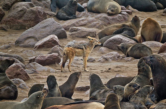 075 Black-backed Jackal (Canis mesomelas) - Namibia