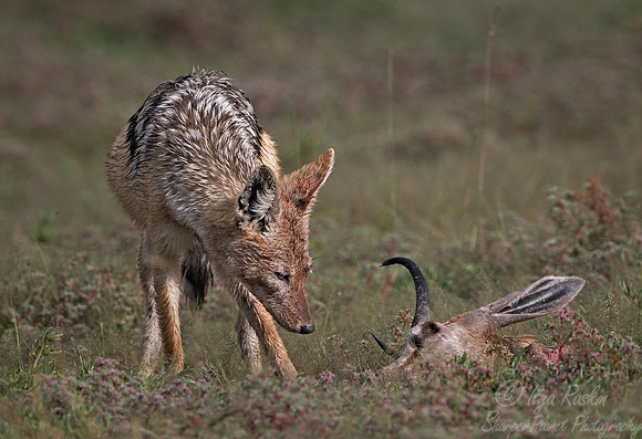066 Black-backed Jackal (Canis mesomelas) - Etosha Namibia
