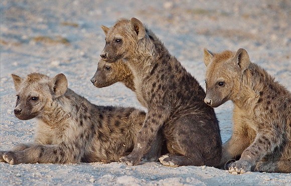 057_Spotted Hyena Cubs_Kenya
