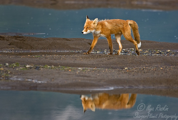 036_Red Fox (Vulpes vulpes)_Katmai_AK