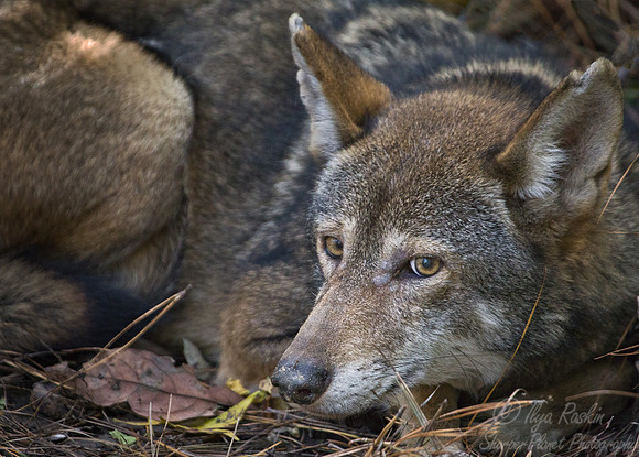 084 Red Wolf (Canis lupus rufus) - NC