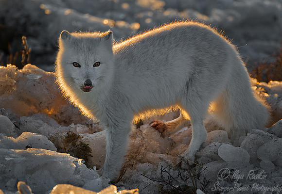 037_Arctic Fox (Alopex lagopus) Churchill_MB_Canada