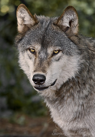 018_Gray Wolves_MN