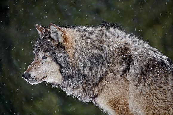 003_Gray Wolf_MT