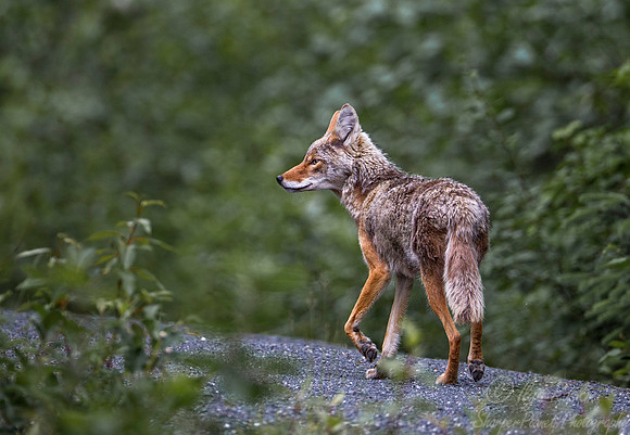 097 Coyote (Canis latrans) - Nome AK