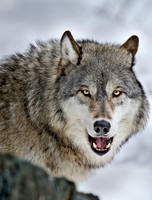 MAMMALS - CANINES & HYENAS 1