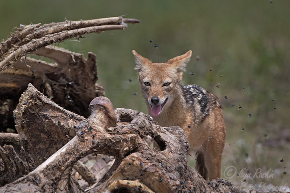 068 Black-backed Jackal (Canis mesomelas) - Etosha Namibia