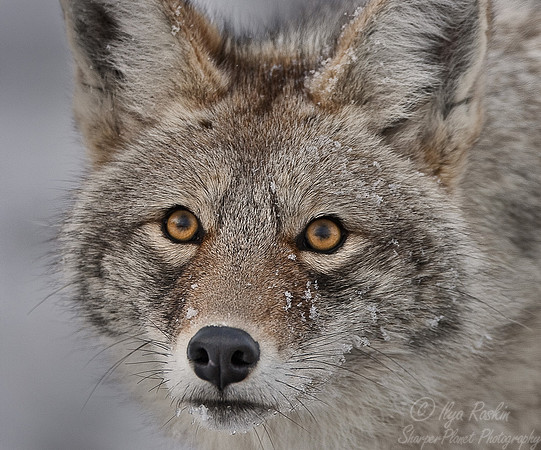 029Coyote (Canis latrans)_Yellowstone