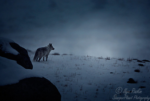 027_Grey wolf (Canis lupus)_Yellowstone