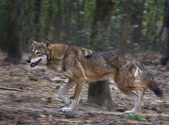 081 Red Wolves (Canis lupus rufus) - NC