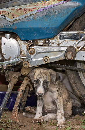 061_Puppy ander the motorcycle_Belize